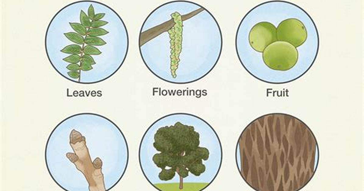 How to Identify Walnut