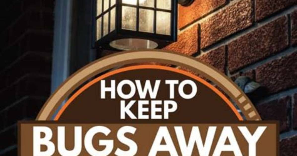 How to Keep Bugs Away from Lights Inside Our