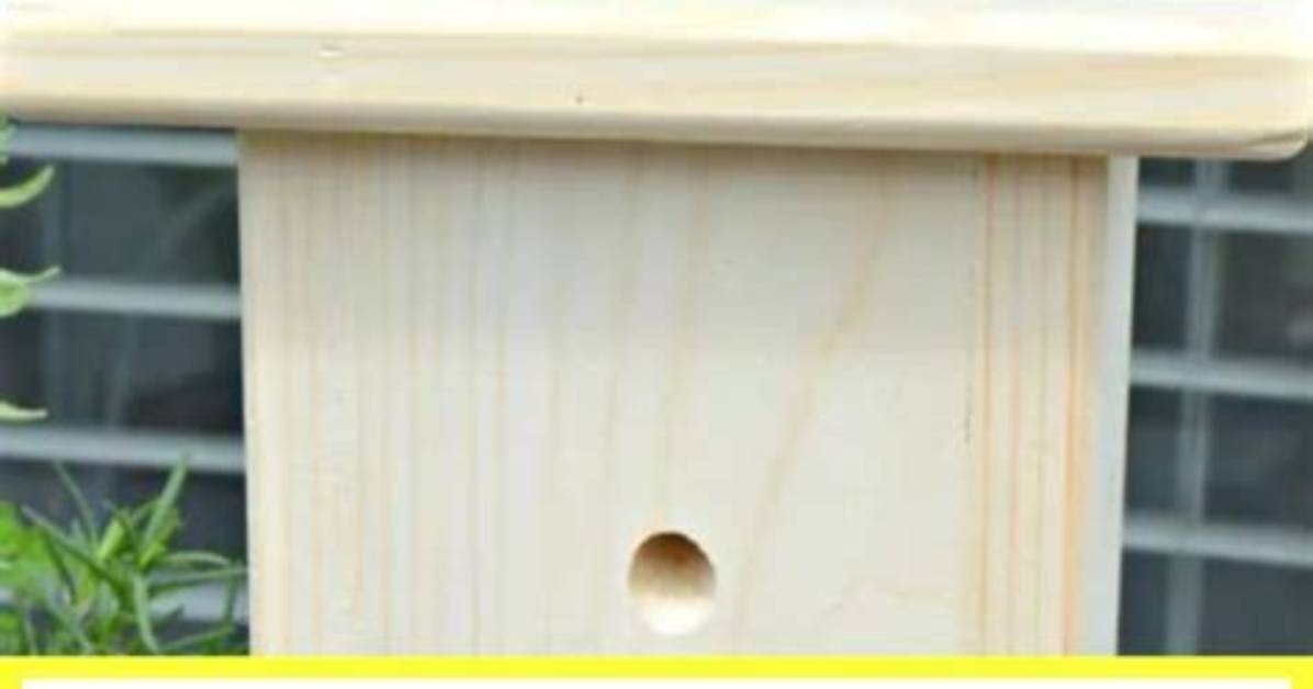 How to Keep Carpenter Bees Away from a New Deck
