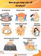How to Keep Cats off Furniture