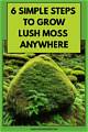 How to Keep Moss from Growing on Bricks