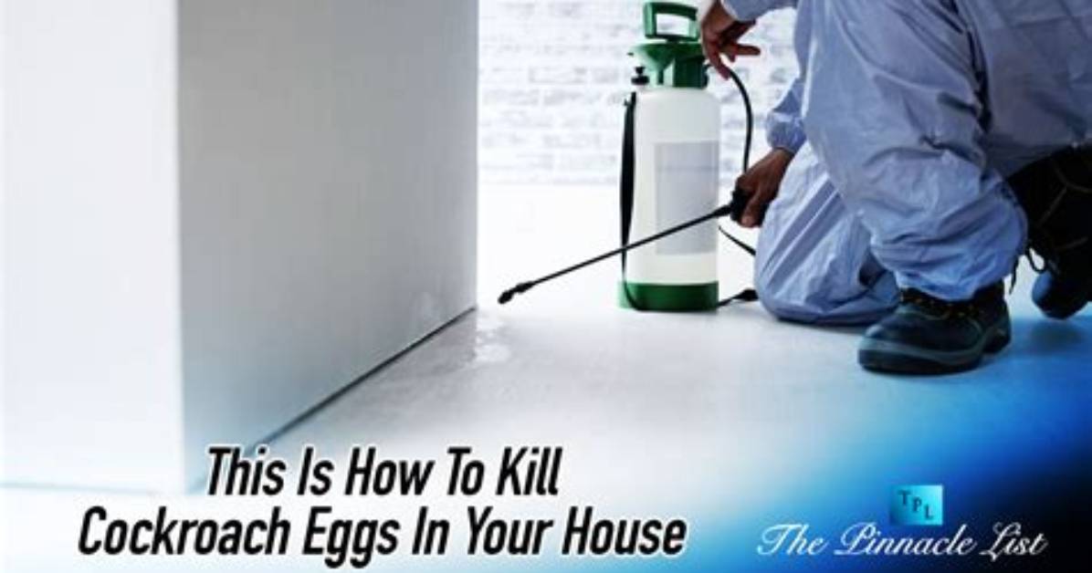 How to Kill a Cockroach Egg