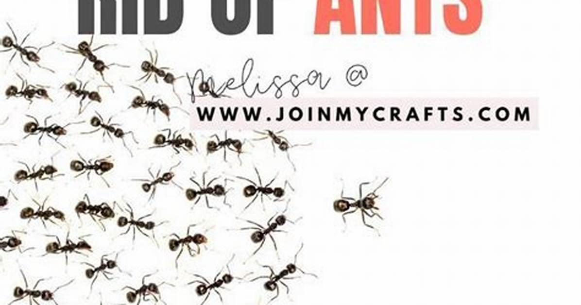 How to Kill Ants