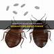 How to Kill Bedbugs with Baking Powder
