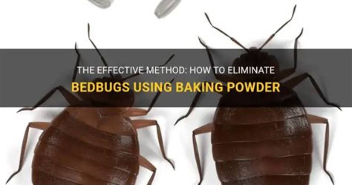 How to Kill Bedbugs with Baking