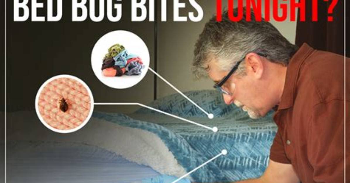 How to Kill Bedbugs With