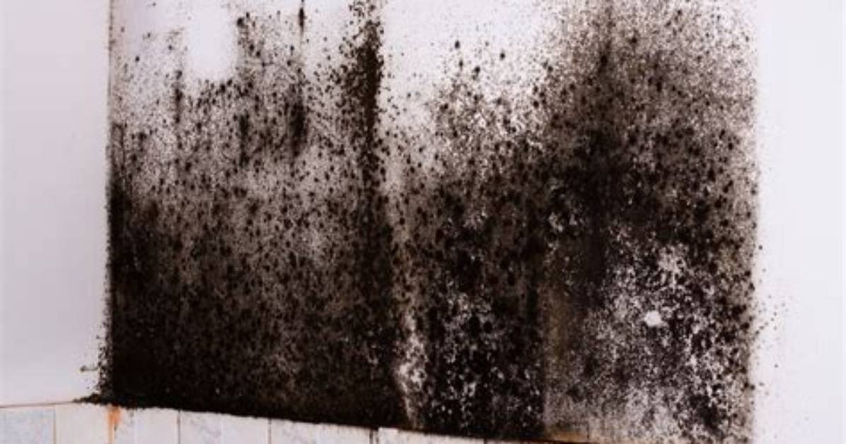 How to Kill Black Mold with A