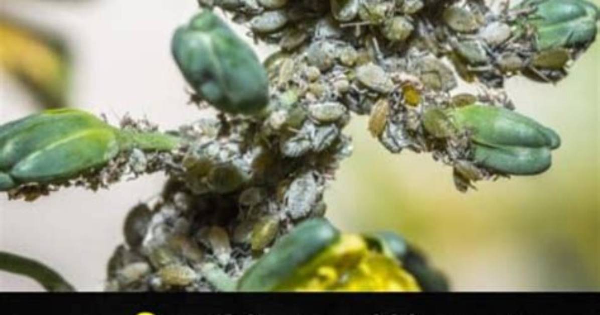 How to Kill Broccoli