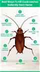 How to Kill Cockroaches with Hedgeapples