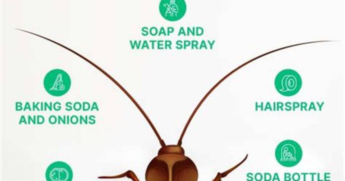 How to Kill Cockroaches