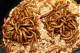 How to Kill Mealworms in Your Pantry Shelves