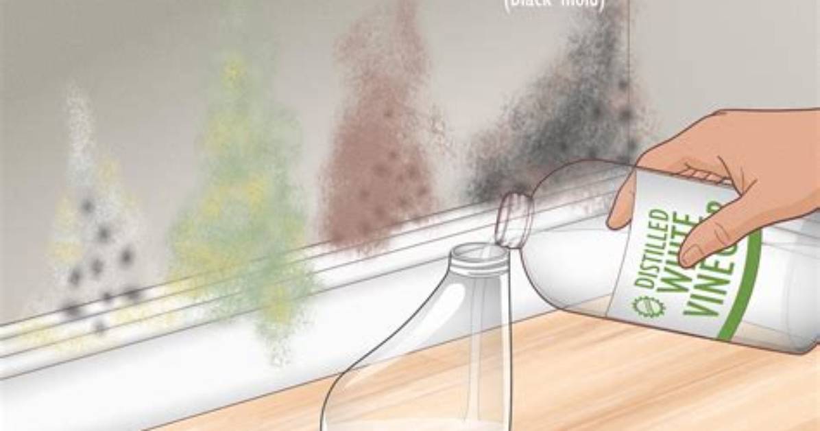 How to Kill Mold In
