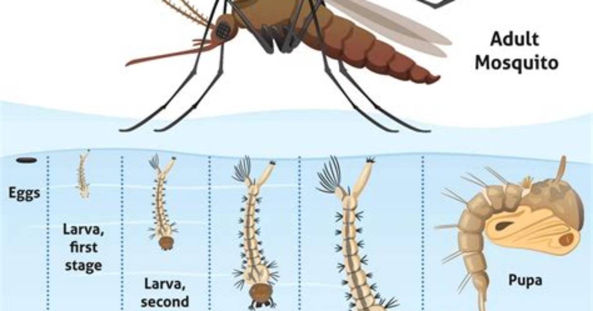 How to Kill Mosquito Larvae