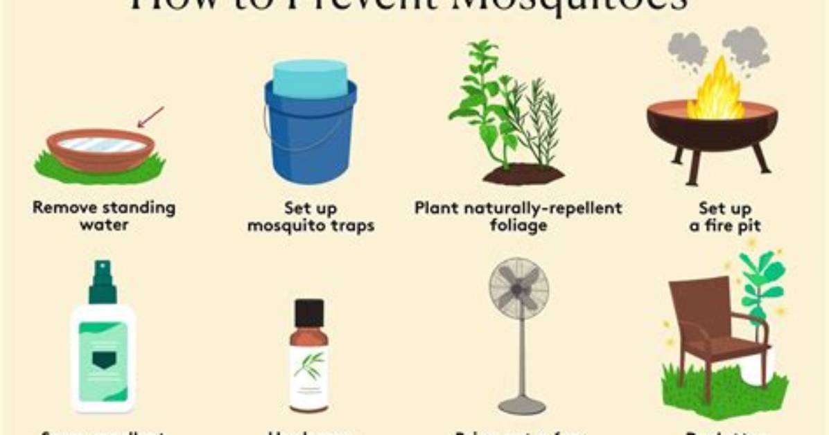 How to Kill Mosquito