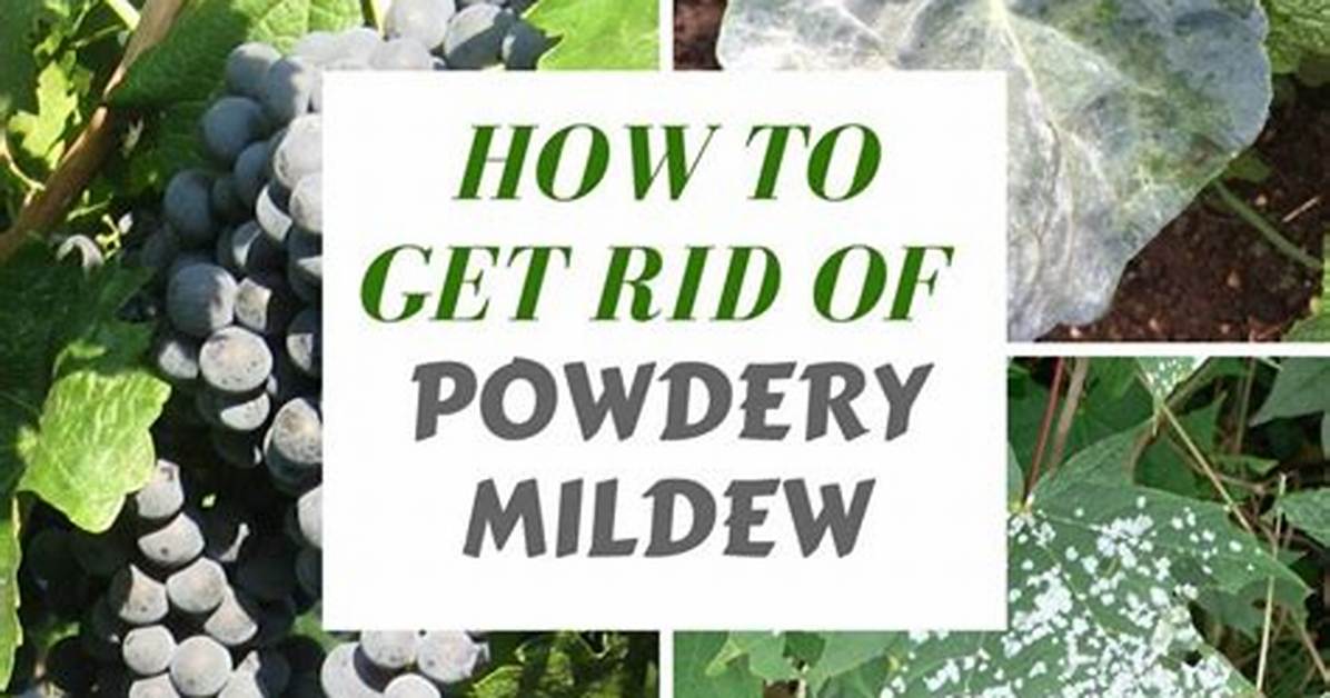How to Kill Powdery Mildew In