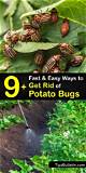 How to Kill Red Potato Bugs Organically