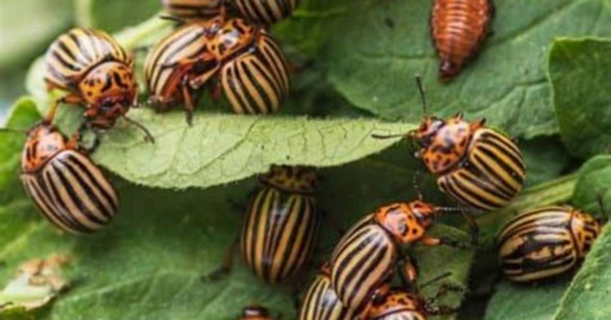 How to Kill Red Potato Bugs