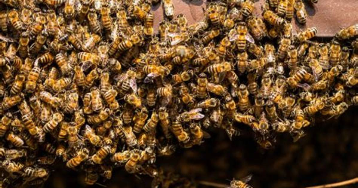 How to Kill Swarming