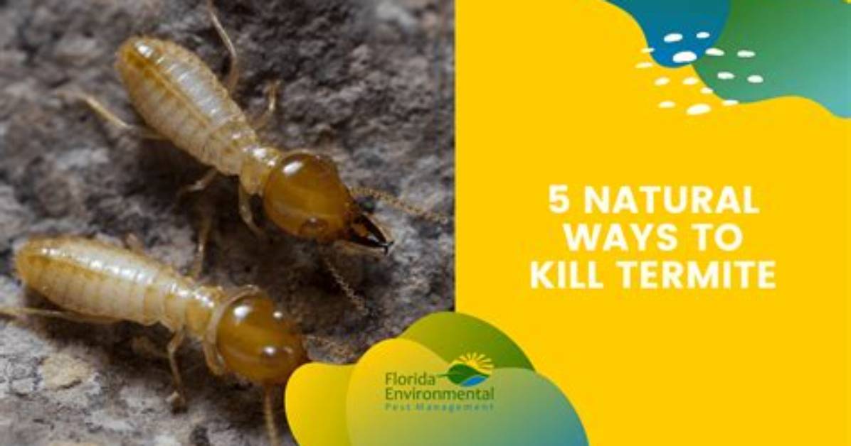 How to Kill Termites In