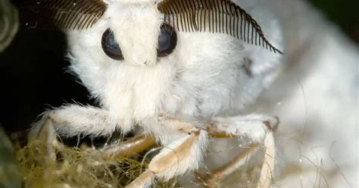 How to Kill White Fuzzy