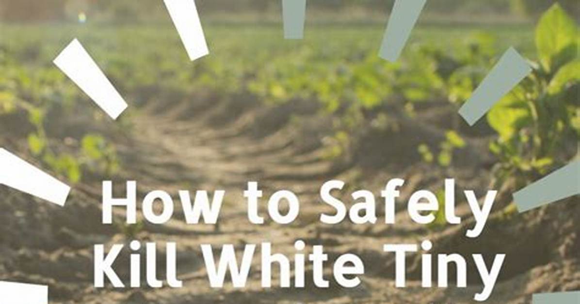 How to Kill White