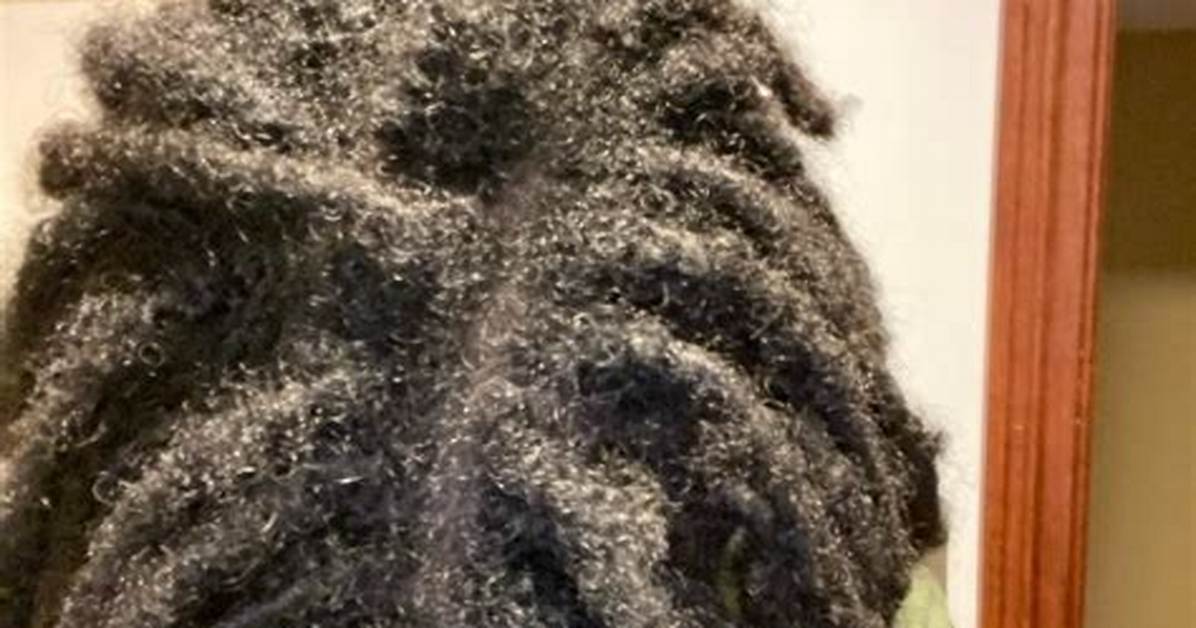 How to Maintain Locked Hair?