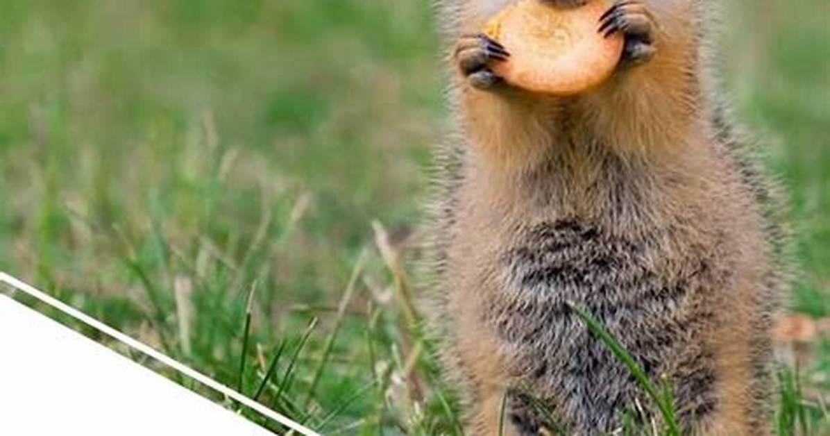 How to Make a Gopher Trap