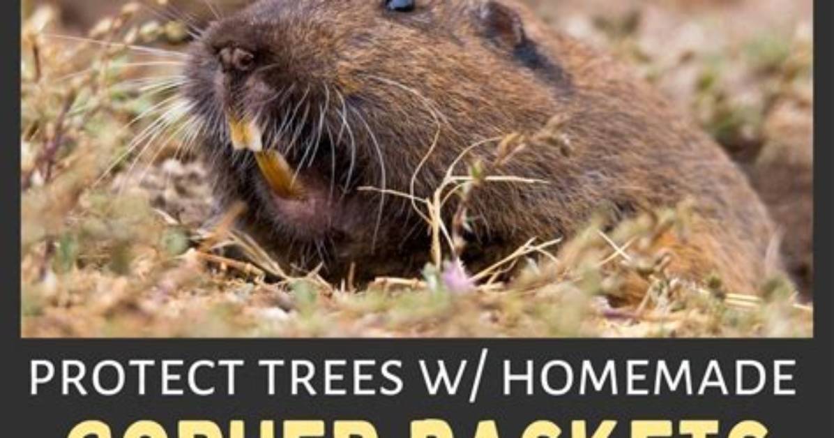 How to Make a Gopher