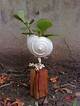 How to Make a Shell Flowerpot