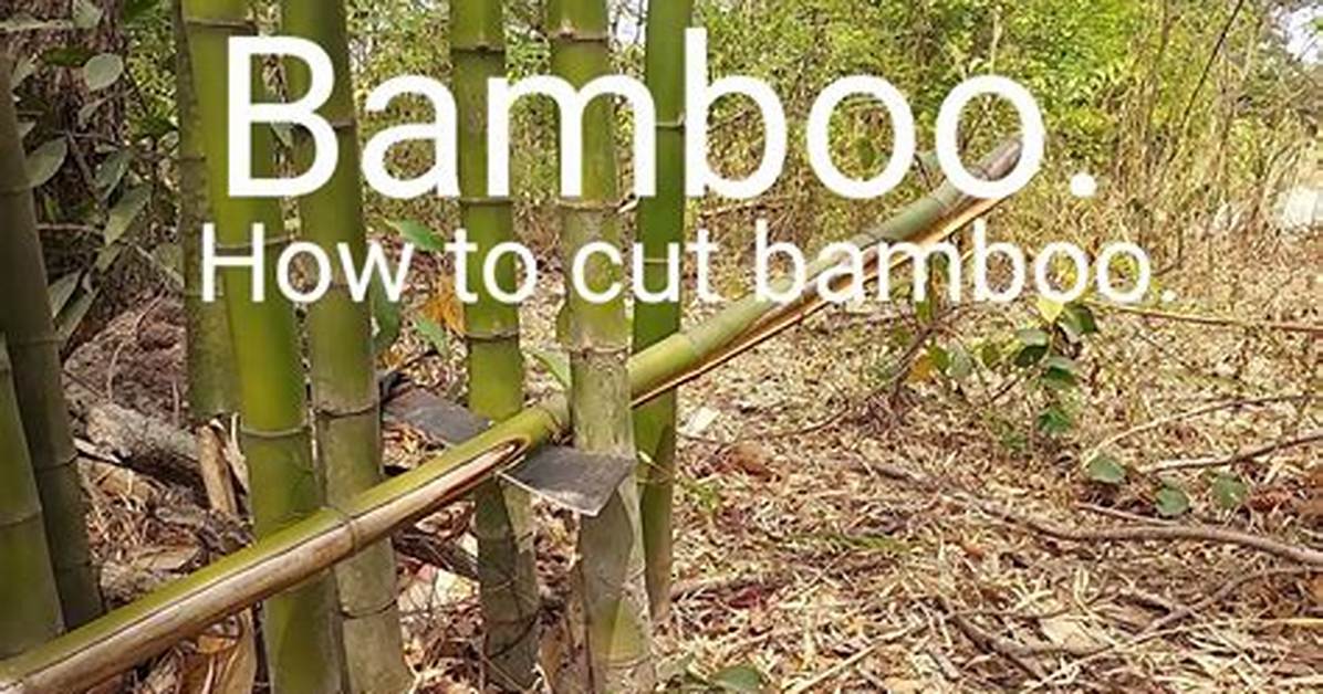 How to Make Bamboo Back