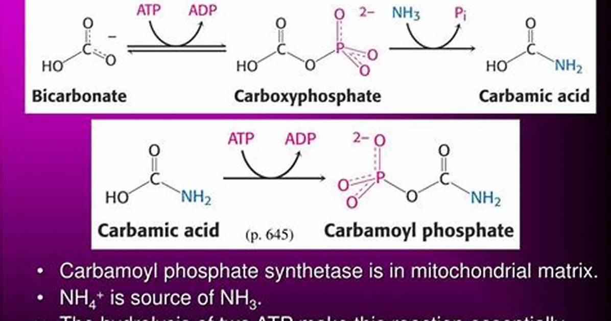 How to Make Carbamoyl Phosphate?
