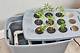 How to Make Hydroponic Solutions at Home