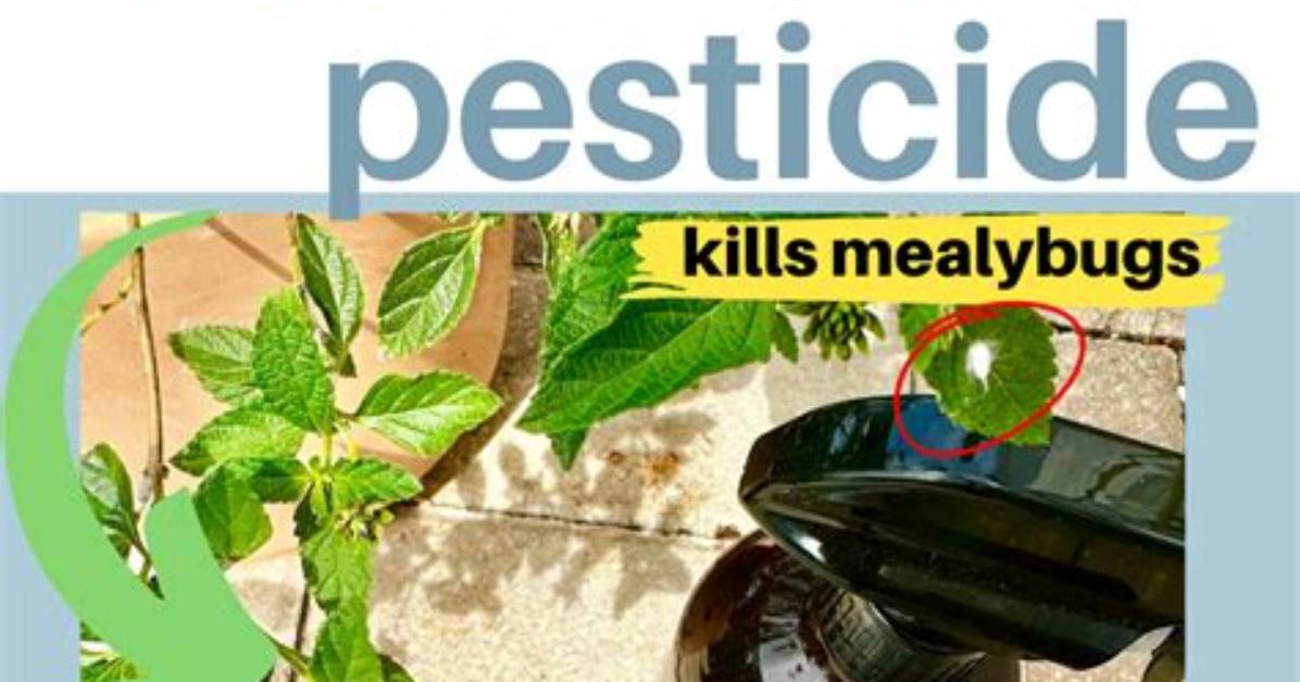 How to Make Neem Oil Pesticide