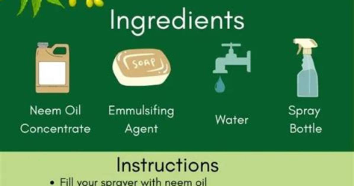 How to Make Neem Oil