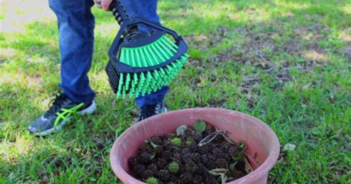 How to Pick up Sweet Gum Balls?