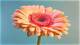 How to Preserve Gerbera Daisies