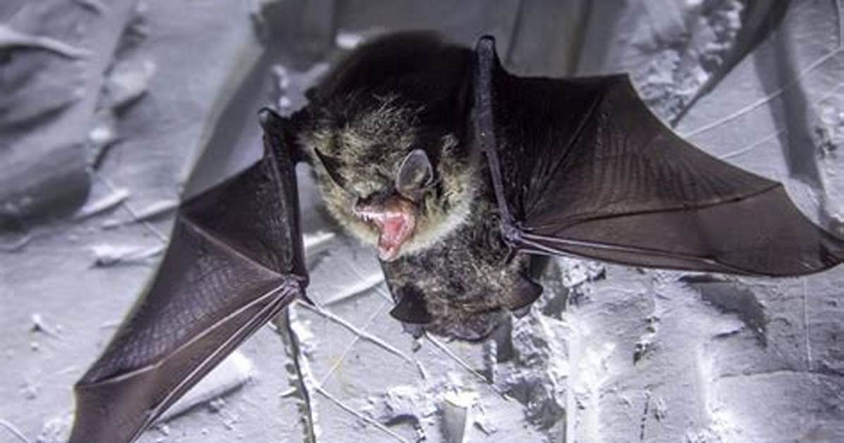 How to Prevent Bats from Hiding Under a Porch