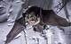 How to Prevent Bats from Hiding Under a Porch Awning
