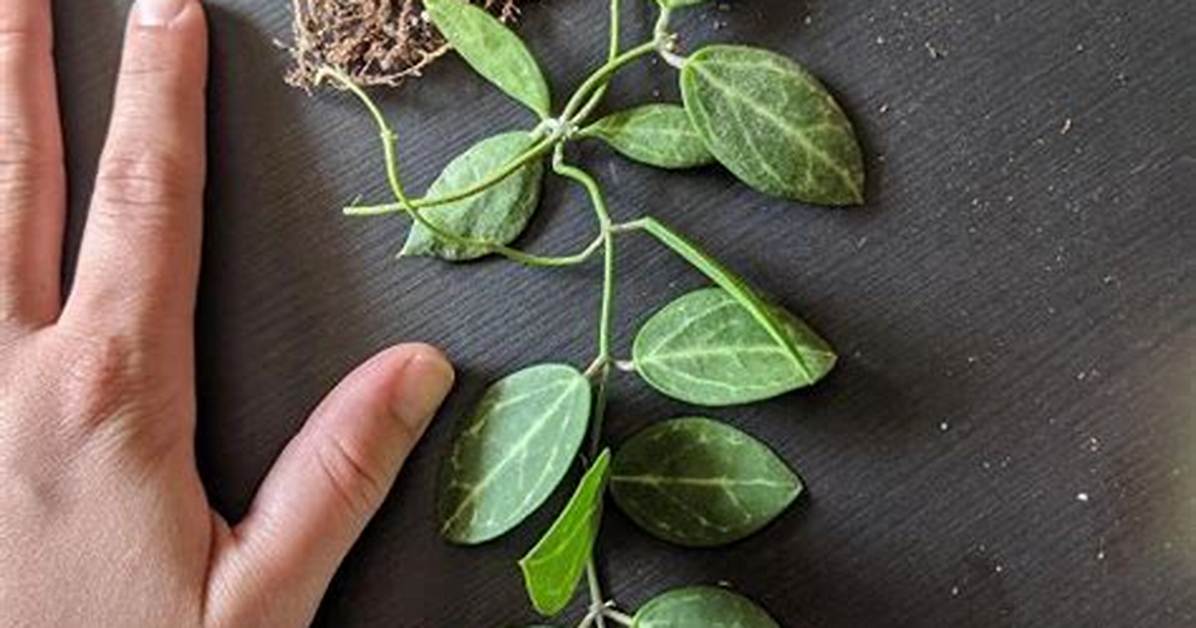 How to Propagate Dischidia Ovata?