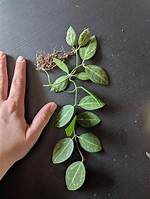 How to Propagate Dischidia Ovata?