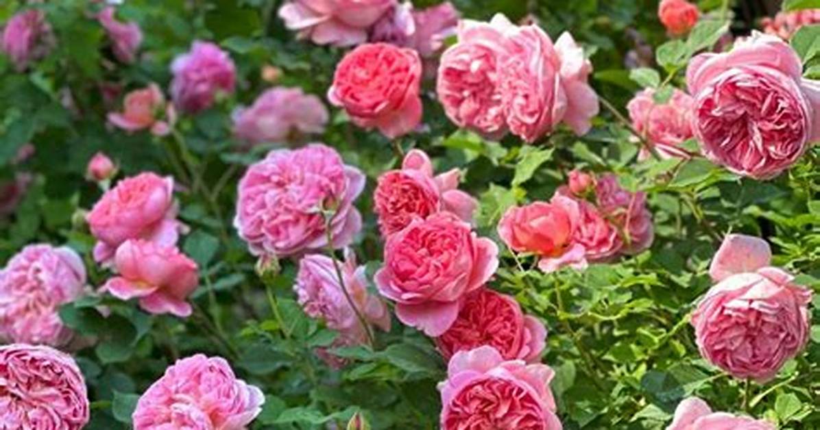 How to Prune Boscobel Rose?