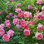 How to Prune Boscobel Rose?