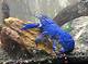 How to Raise Fresh Water Lobster