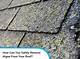 How to Remove Algae from Certainteed Roof Shingles