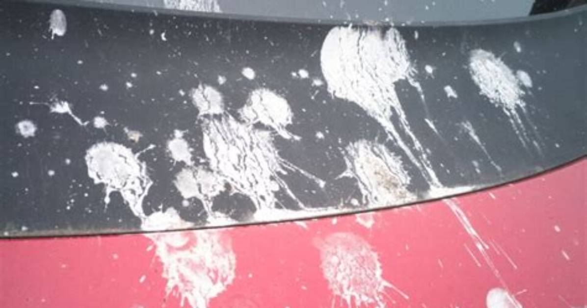 How to Remove Bird Droppings from Metal Surfaces