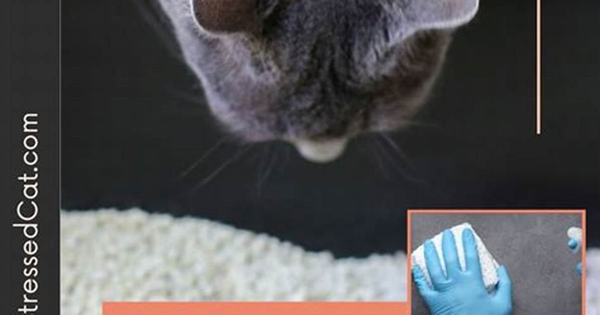 How to Remove Cat Urine Smell in a Crawl
