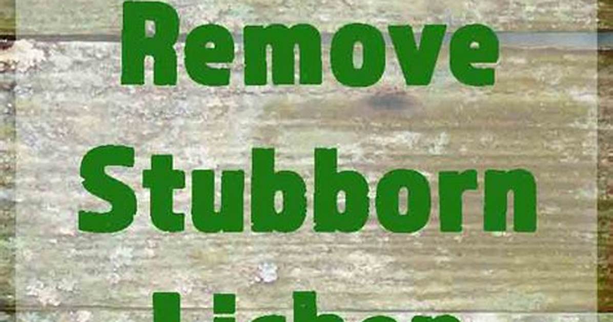 How to Remove Lichen from A