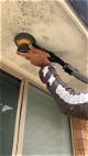 How to Remove Mildew from the Eaves of My House