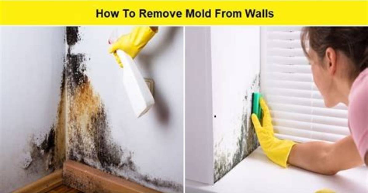 How to Remove Mold from Walls