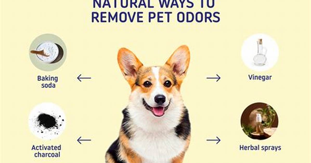 How to Remove Outdoor Pet Odors with Home